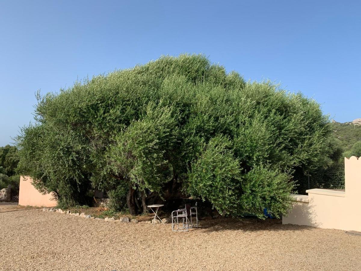 Gasthaus Stazzu Nuraghe Mannucciu Rena Majore Exterior foto